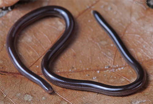 Image of Brahminy Blindsnake