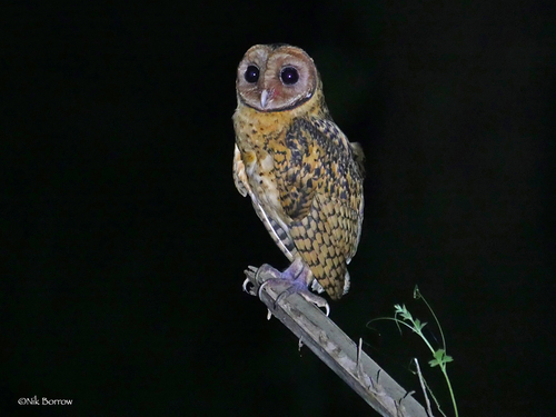 Image of Golden Masked Owl