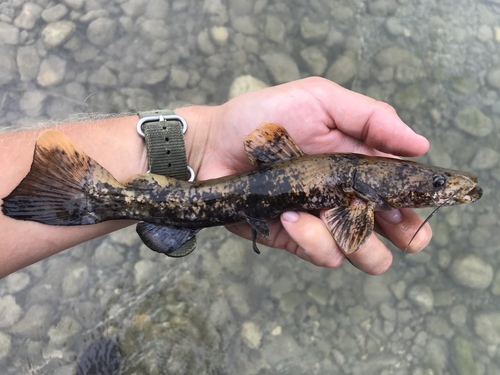 Image of Flathead Catfish