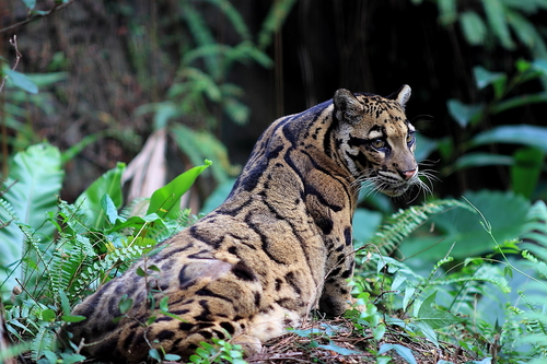 Image of Clouded Leopard