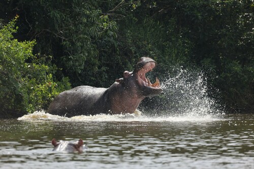 Image of Common Hippopotamus