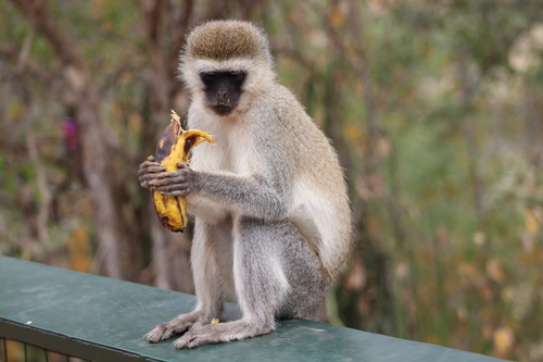 Image of Vervet Monkey