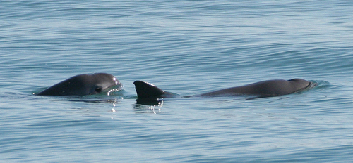 Image of Vaquita