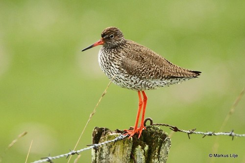 Image of Common Redshank