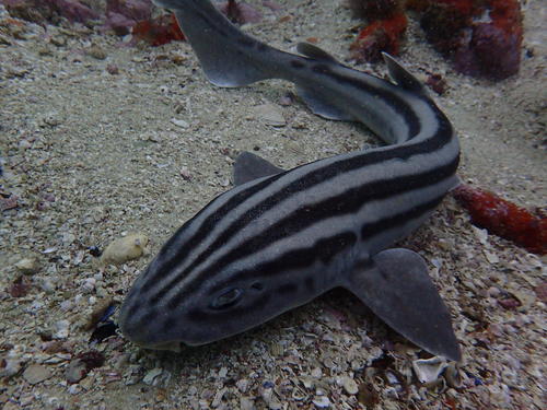 Image of Pyjama Shark