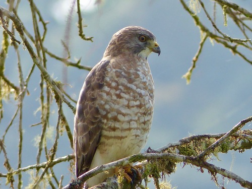 Image of Broad-winged Hawk