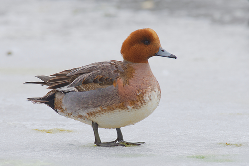 Image of Eurasian Wigeon