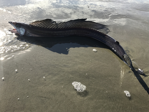 Image of Longnose Lancetfish