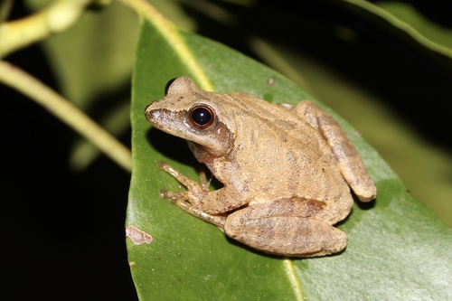 Image of Spring Peeper