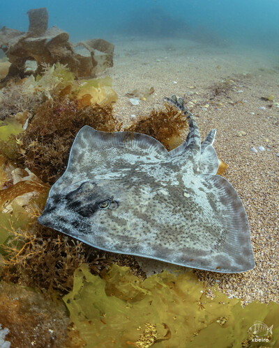 Image of Thornback Ray