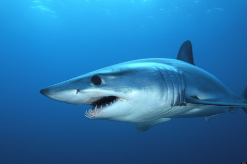 Image of Shortfin Mako Shark