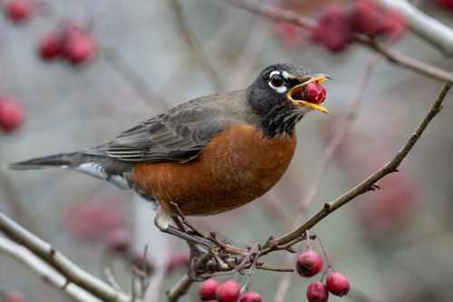 Image of American Robin