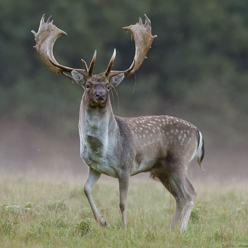 Image of Fallow Deer