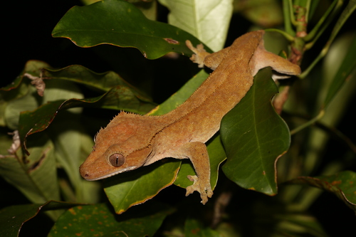 Image of Crested Gecko