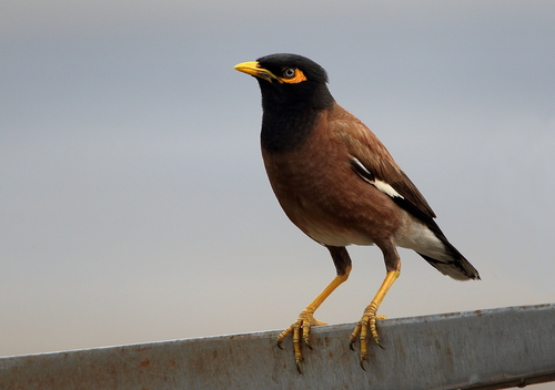 Image of Common Myna