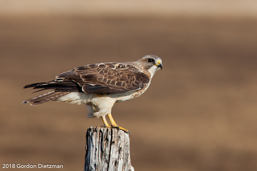 Image of Swainson's Hawk