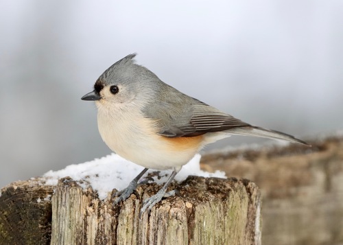 Image of Tufted Titmouse