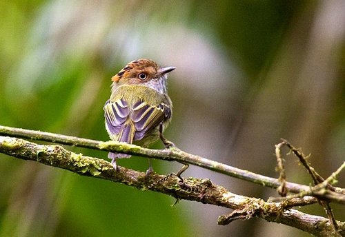 Image of Scale-crested Pygmy-Tyrant