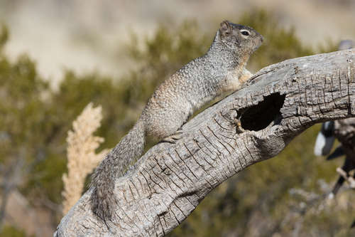 Image of Rock Squirrel