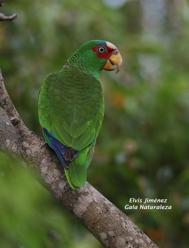 Image of White-fronted Amazon