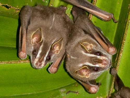 Image of Tent-making bat