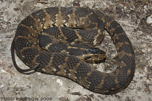 Image of Banded Water Snake