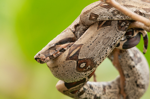 Image of Boa constrictor