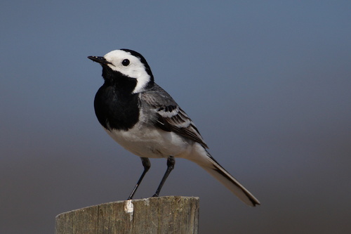 Image of White Wagtail