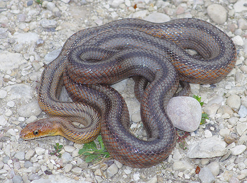 Image of Baird's Rat Snake