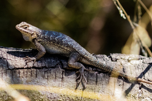 Image of Western Fence Lizard