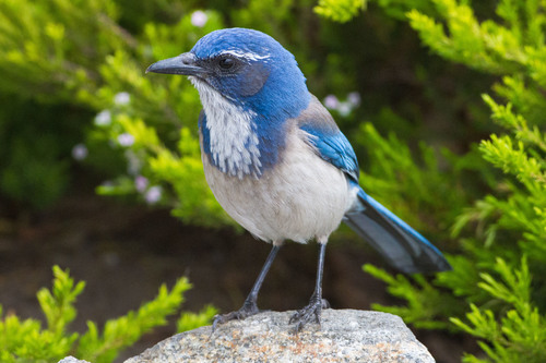 Image of California Scrub Jay