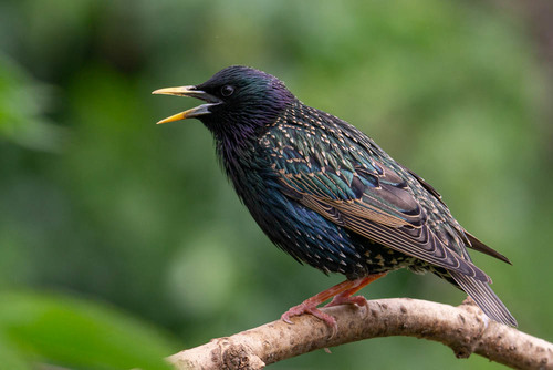 Image of European Starling