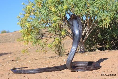 Image of Egyptian Cobra