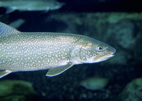 Image of Lake Trout