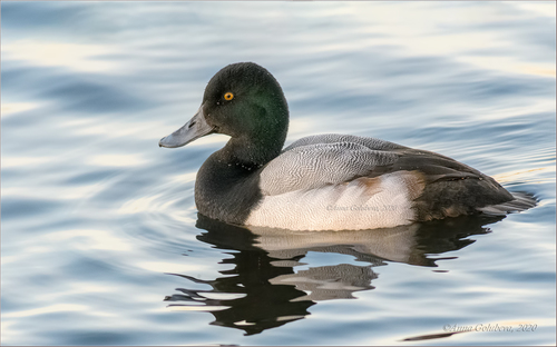 Image of Greater Scaup