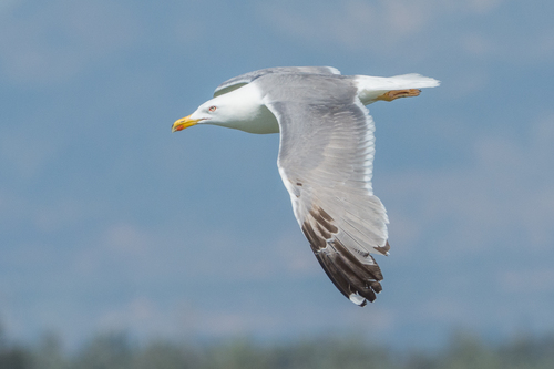 Image of Yellow-legged Gull