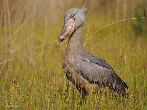 Image of Shoebill