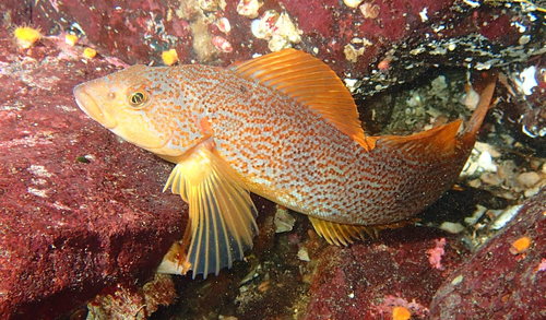 Image of Kelp Greenling