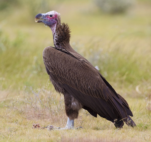 Image of Lappet-faced Vulture