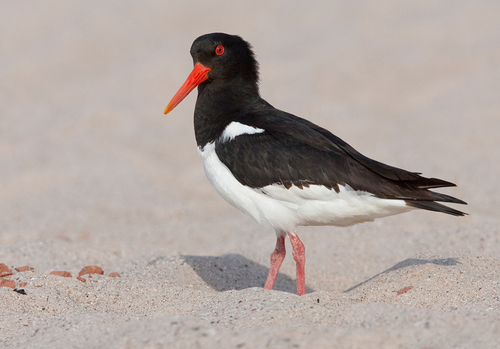 Image of Eurasian Oystercatcher