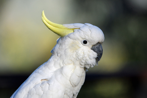 Image of Sulphur-crested Cockatoo