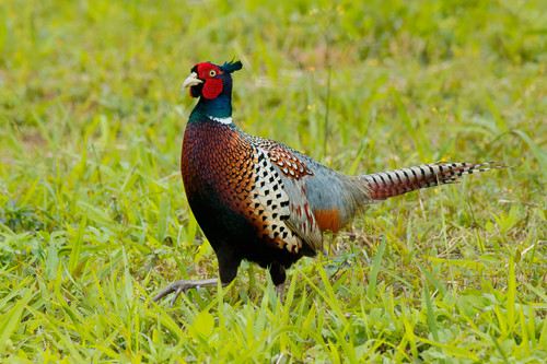 Image of Common Pheasant