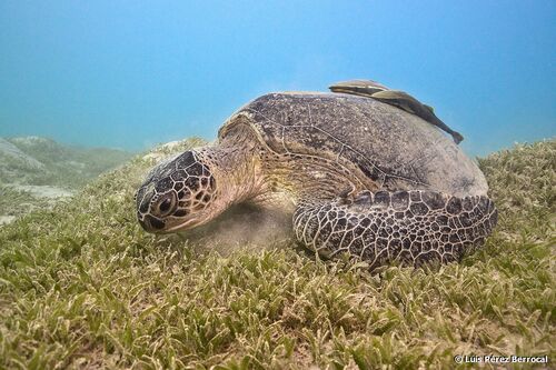 Image of Green Sea Turtle