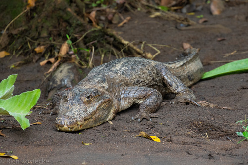 Image of Spectacled Caiman