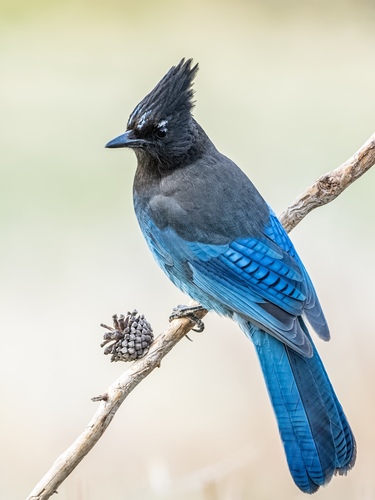 Image of Steller's Jay