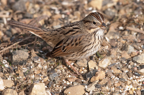 Image of Lincoln's Sparrow