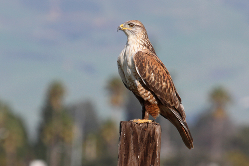 Image of Ferruginous Hawk