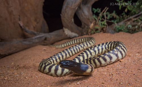 Image of Black-headed python