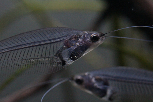 Image of Glass Catfish