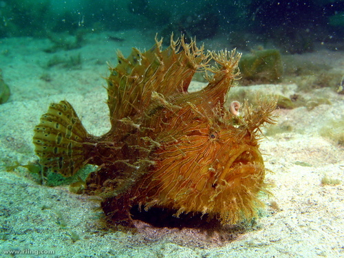 Image of Striated Frogfish